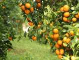 Mandarina de la variedad Orri producida en Huelva.