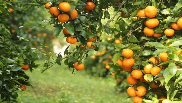 Mandarina de la variedad Orri producida en Huelva. Mandarina de la variedad Orri producida en Huelva.