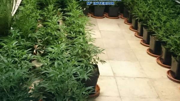 Plantación de marihuana intervenida por la Policía Nacional Plantación de marihuana intervenida por la Policía Nacional