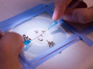 Mosquitos de la malaria