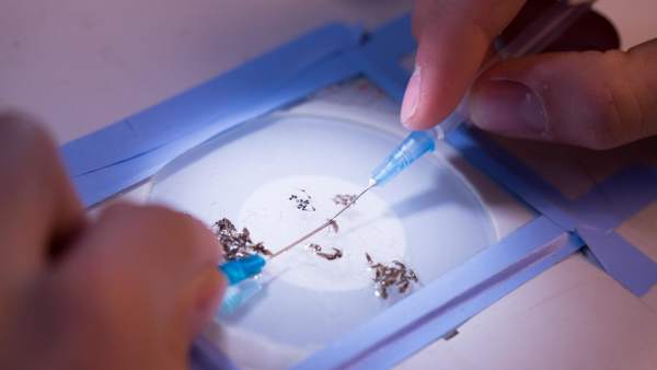 Mosquitos de la malaria Mosquitos de la malaria