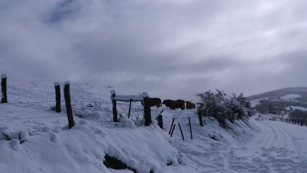 Nieve Nieve