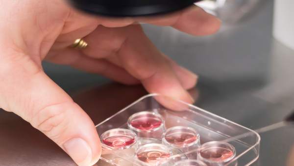 IVI ofrece a las mujeres la posibilidad de conocer gratis su nivel de fertilidad IVI ofrece a las mujeres la posibilidad de conocer gratis su nivel de fertilidad