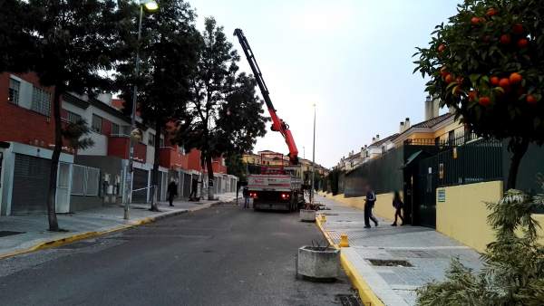 Comienza la sustitución del arbolado de Montelar. Comienza la sustitución del arbolado de Montelar.