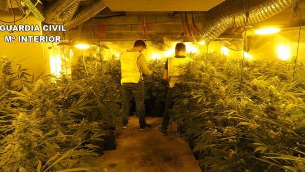 Desmantelan un cultivo de 2.000 plantas de marihuana en la Pobla Desmantelan un cultivo de 2.000 plantas de marihuana en la Pobla