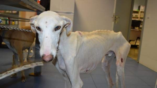 Uno de los perros rescatados por la Asociación Galgos Sur Uno de los perros rescatados por la Asociación Galgos Sur