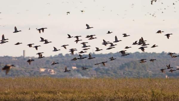 Aves en zonas húmedas Aves en zonas húmedas