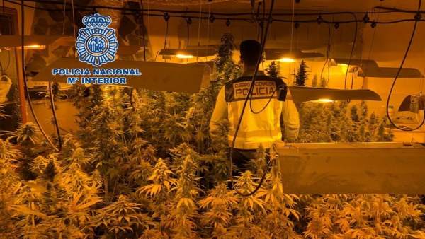 Desmantelamiento de una plantación de marihuana en un cortijo Desmantelamiento de una plantación de marihuana en un cortijo