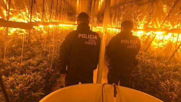 Plantación de marihuana en Cheste Plantación de marihuana en Cheste