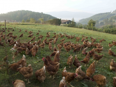 Gallinas en libertad
