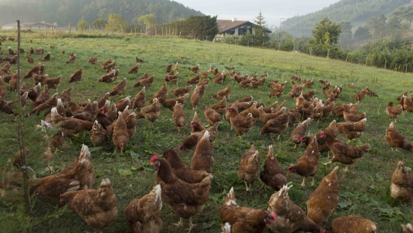 Gallinas en libertad Gallinas en libertad