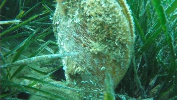 Pinna nobilis Pinna nobilis
