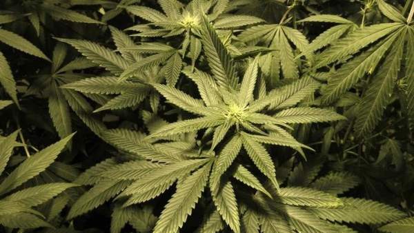 Hojas de marihuana Hojas de marihuana