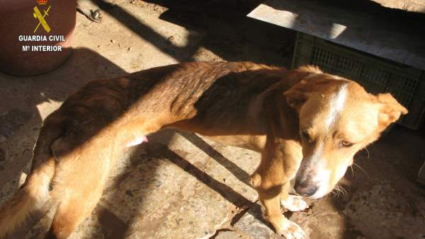 Perro abandonado en Arnedo Perro abandonado en Arnedo