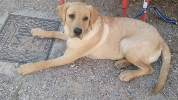 Perro, mascota Perro, mascota