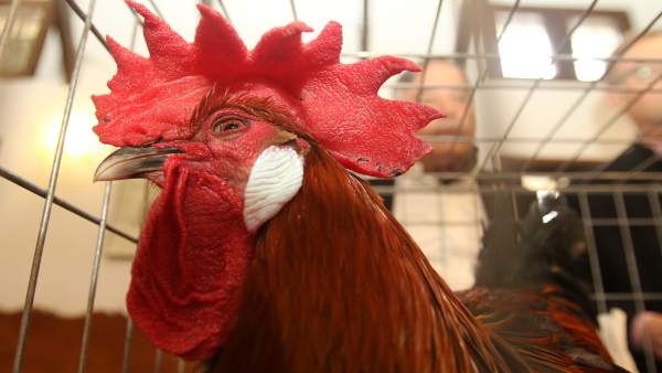 Gallina andaluza surena Gallina andaluza surena