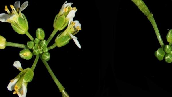 Una planta de Arabidopsis en fase de floración Una planta de Arabidopsis en fase de floración