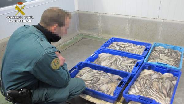 Remitiendo Np Opc Huelva 'La Guardia Civil Y La Inspección Pesquera Han Interven Remitiendo Np Opc Huelva 'La Guardia Civil Y La Inspección Pesquera Han Interven