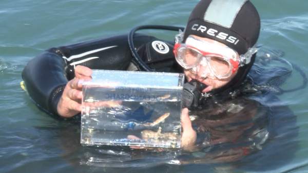 Tiburones pintarroja soltados al mar por l'Oceanogràfic Tiburones pintarroja soltados al mar por l'Oceanogràfic