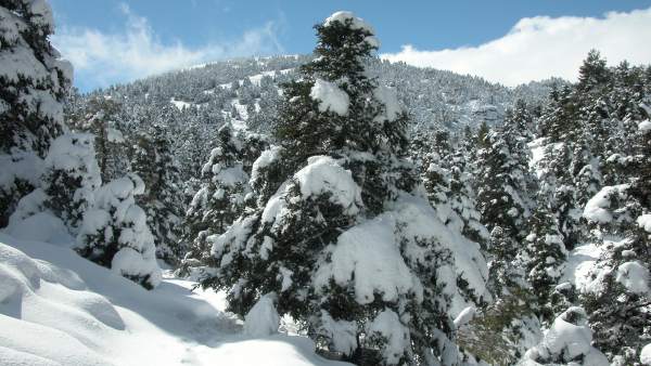 Pinsapar del Parque Nacional Sierra de las Nieves Pinsapar del Parque Nacional Sierra de las Nieves