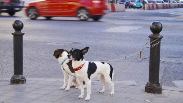 Perros Perros