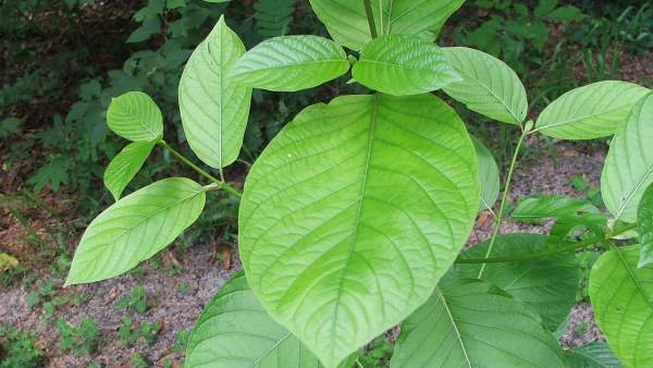 Kratom Kratom