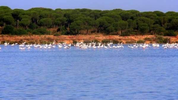 Flamencos En El Paraje Natural Marismas Del Odiel. Flamencos En El Paraje Natural Marismas Del Odiel.