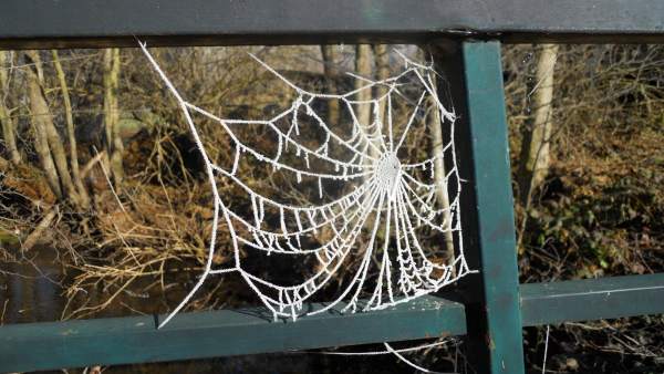 Frío, telaraña congelada en Valderredible Frío, telaraña congelada en Valderredible