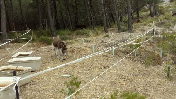 Burro en Mallorca Burro en Mallorca