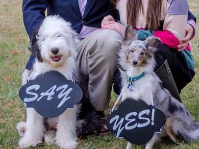 Dos perros ayudan a comprometerse a sus dueños.