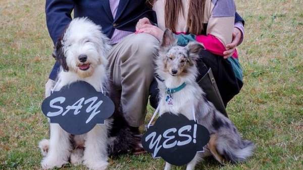 Dos perros ayudan a comprometerse a sus dueños. Dos perros ayudan a comprometerse a sus dueños.