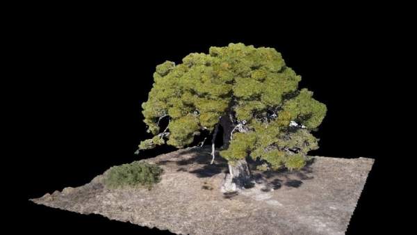 El Gobierno de Aragón muestra en 3D los árboles monumentales de la comunidad. El Gobierno de Aragón muestra en 3D los árboles monumentales de la comunidad.