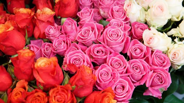 Rosas por San Valentín