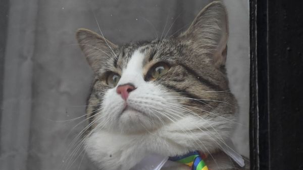 'Gato encerrado' 'Gato encerrado'