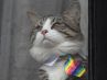 La Embajada de Ecuador amenaza a Assange con quitarle el gato si no lo cuida, no lo limpia y no lo alimenta