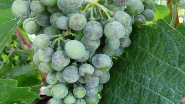 Uva, viñedo Uva, viñedo