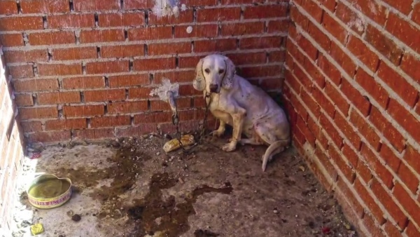 Perro maltratado Perro maltratado