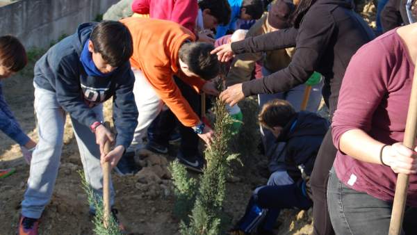 Reforestación participativa en Bormujos Reforestación participativa en Bormujos