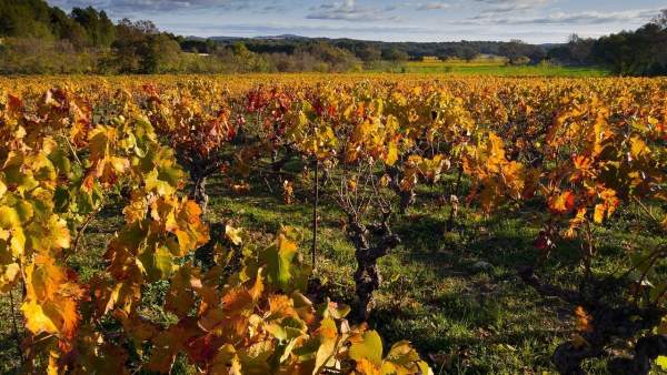 Viñedo Viñedo