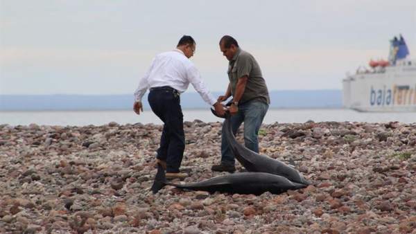 Delfines varados en México Delfines varados en México