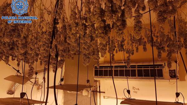 Desarticulado un grupo que plantaba y distribuía marihuana en Almería Desarticulado un grupo que plantaba y distribuía marihuana en Almería