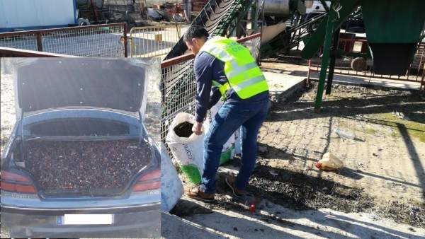 Operación contra el hurto de aceitunas Operación contra el hurto de aceitunas