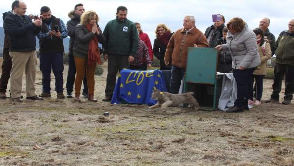 Linces Linces