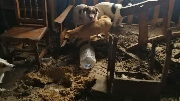 Perros abandonados Perros abandonados