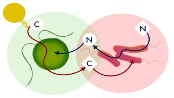 Mutualismo entre las metilobacterias y las Chlamydomonas Mutualismo entre las metilobacterias y las Chlamydomonas