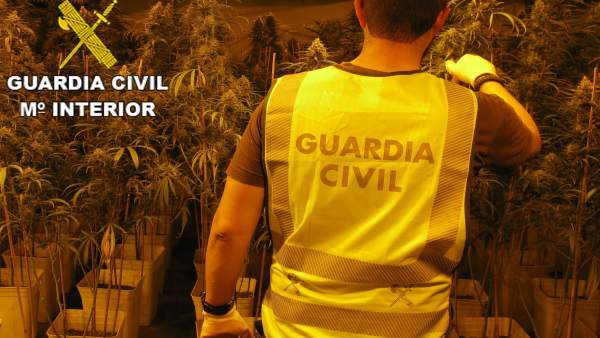 Intervenido un cultivo de 660 plantas de marihuana en la Font d'en Carròs Intervenido un cultivo de 660 plantas de marihuana en la Font d'en Carròs