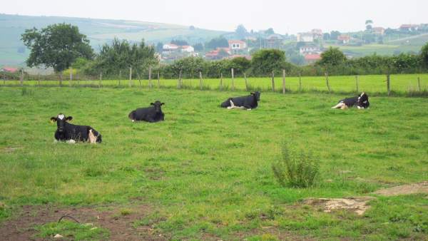 Vacas Vacas