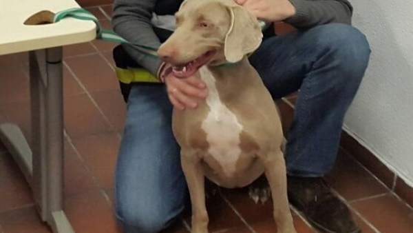 Podenco perro robado y recuperado por la policía nacional fuengirola Podenco perro robado y recuperado por la policía nacional fuengirola