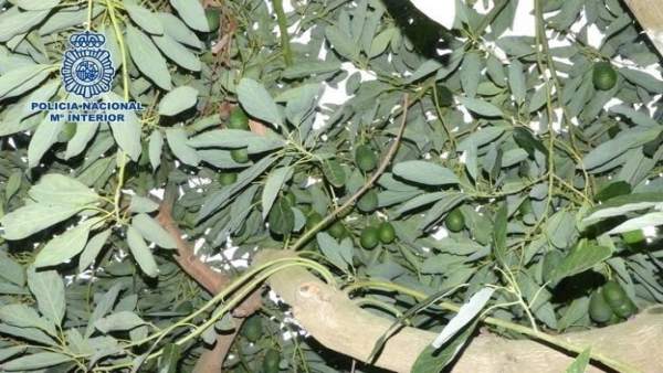 Aguacate tipo 'Hass' robado en Granada Aguacate tipo 'Hass' robado en Granada