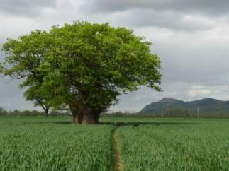 El roble de Buttington